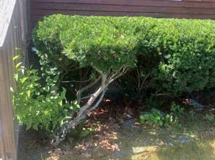 Bush Trimming by Gregory Warren for Matthew D. in Warwick, RI