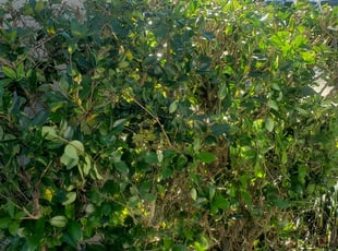 Bush Trimming by Yohan Torres for MAVERICK N. in Haines City, FL