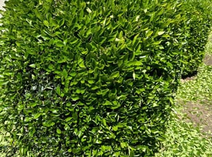 Bush Trimming by Mike Afonso for Tony H. in Patterson, CA