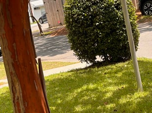 Chris H.'s Bush Trimming service result