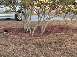 Cleanups by Cheryl Badger for Cynthia & Patrick L. in Port Richey, FL