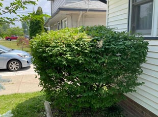Brent H.'s Bush Trimming service result