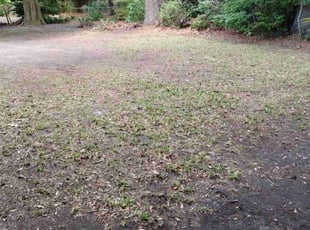 Leaf Removal by Jacob Wilson for John R. in Charleston, SC
