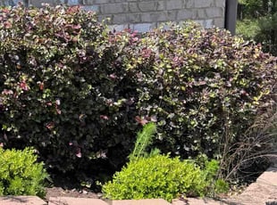 Bush Trimming by Garrett Harris for Adriane B. in Loganville, GA