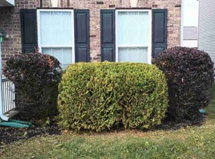 Bush Trimming by Glenn Carter for Lisa H. in Greenwood, IN