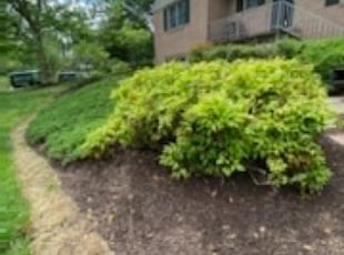 Bush Trimming by Khalim Yularnis for Lisa K. in Fairfax, VA