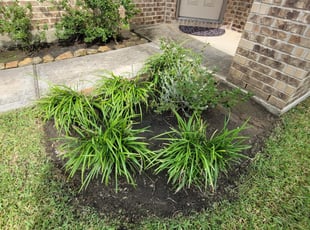 Weeding by Francisco Prado for Whitney T. in Alvin, TX