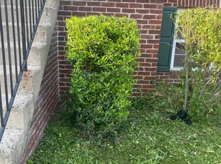 Bush Trimming by Gilbert Osorio for Larry J. in Woodbridge, VA