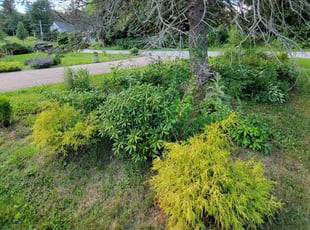 Lisa B.'s Flower Bed Weeding service result