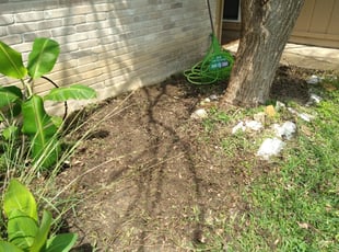 Weeding by Matthew Kintner for benjamin n. in San Antonio, TX