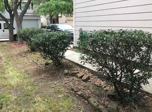 Bush Trimming by Hugo Ayala for Vicci R. in Houston, TX