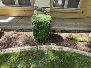 Bush Trimming by Delbert Jones for Lee J. in Boise, ID