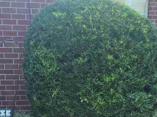 Bush Trimming by Shawn Mcdonald for Natalie H. in Gulf Breeze, FL