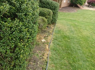 Bush Trimming by Jeremiah Perry for ken p. in Williamsburg, VA