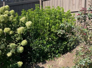 Bush Trimming by Jarvis Hambrick for Julie N. in Fountain Inn, SC