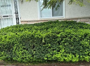 Bush Trimming by Leonardo Feliciano for Taevion B. in Columbus, OH