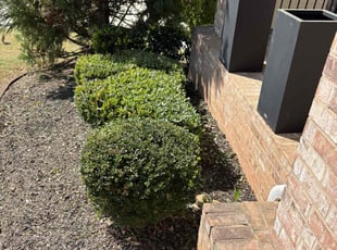Bush Trimming by Daniel Burse for Chastity V. in Mableton, GA
