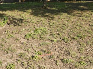 Leaf Removal by Rodney Warren for Carmen W. in Azle, TX