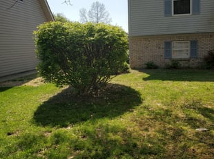 Bush Trimming by Amber Jodrey for Freddy W. in Jeffersonville, IN