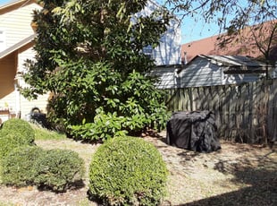 Bush Trimming by Robert Westwood for Chris P. in Louisville, KY