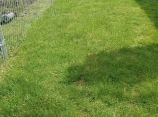 David O.'s Grass Cutting service result