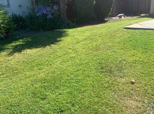 Debbie A.'s Yard Cutting service result
