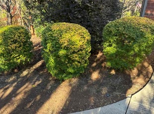 Bush Trimming by Admin . for Christopher A. in Atlanta, GA