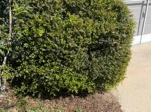 Bush Trimming by Dominique&dennis Staria for Kathleen F. in Dunnellon, FL