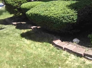 Bush Trimming by Tyrell Lamonds for Kenyetta J. in Toledo, OH