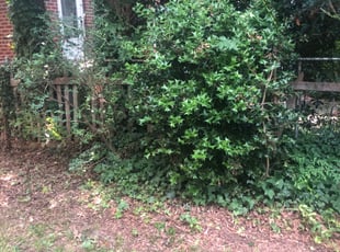 Bush Trimming by Jose Delgado for Charles B. in Richmond, VA