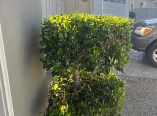 Bush Trimming by sanchez bernardo for Jeff D. in San Jose, CA