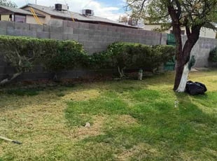Bush Trimming by Maribel Prieto for Vern U. in Henderson, NV