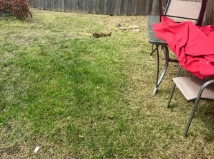 Cleanups by Joel Walton for Lynette O. in Virginia Beach, VA
