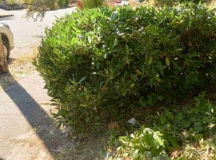 Bush Trimming by Robert Marsico for Lisa K. in Portland, OR