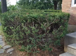 Bush Trimming by Robert Lacy for Faye M. in Lansdowne, PA
