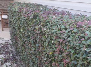 Bush Trimming by Severiano Martinez for Sharon A. in Charlotte, NC