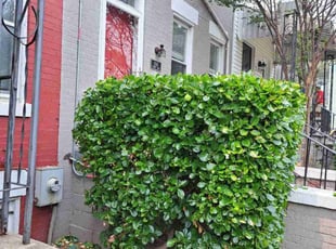 Bush Trimming by Jose Paz for Lawrence S. in Washington, D.C., DC