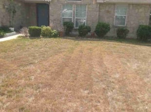 Bush Trimming by Malcolm Cole for Terry M. in New Braunfels, TX