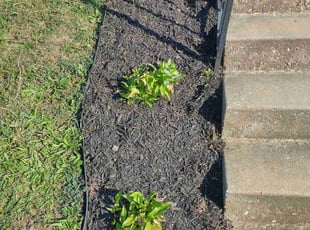 Weeding by Ronald Dorsey for James A. in West York, PA