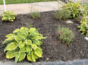 Weeding by Steven Gober for Francesca C. in Smithfield, RI