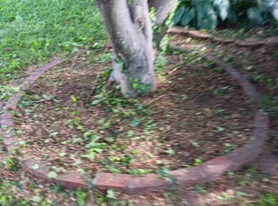 Weeding by Brittne Bryan for Sarah R. in Baltimore, MD