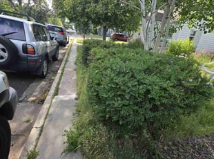 Amy K.'s Bush Trimming service result