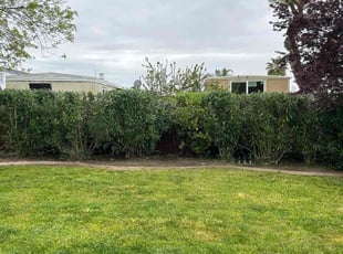Bush Trimming by Luis Ocampo for Jason P. in Elk Grove, CA