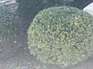 Bush Trimming by Ashley Dawson for Larry P. in Fredericksburg, VA