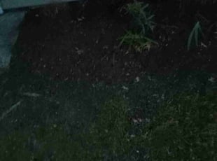 Leaf Removal by Willie Williams for Aniya T. in Newport News, VA
