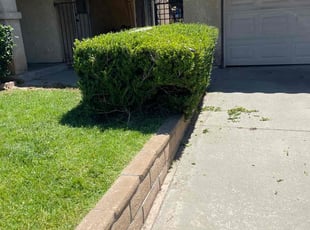 Ernest N.'s Bush Trimming service result