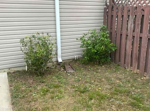 Bush Trimming by Vanessa Robinson for Kiawana T. in Augusta, GA