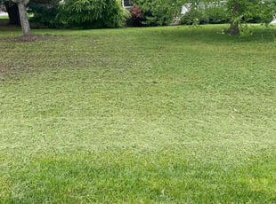 Laura R.'s Lawn Mowing service result