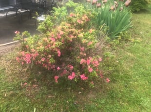Bush Trimming by Darren Burch for Debbie R. in Philadelphia, PA