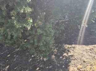 Leaf Removal by David Solomon for Courtney S. in Skokie, IL